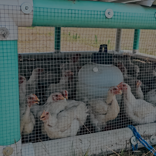 Pasture-raised chickens: Why we switched to healthier, better-tasting meat.