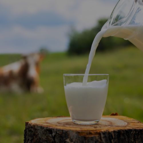 Membership for Washington & Greenville ONLY Grass-Fed Raw Milk Pet Treat (Half Gallon)